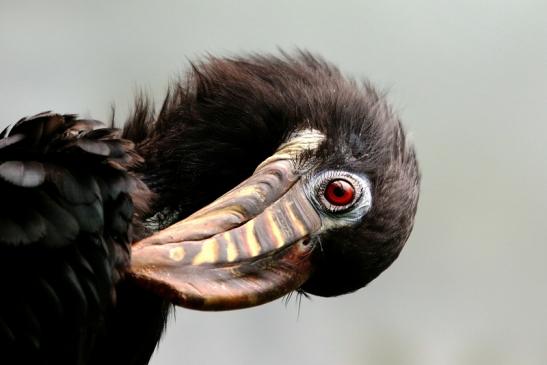 Tariktik-Hornvogel Zoo Frankfurt am Main 2018