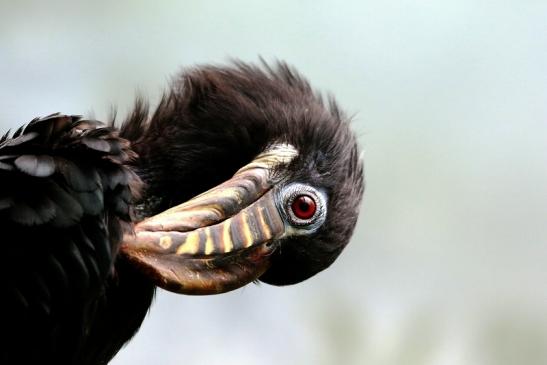 Tariktik-Hornvogel Zoo Frankfurt am Main 2018