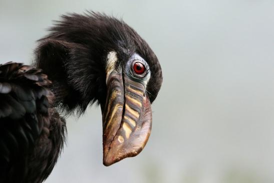 Tariktik-Hornvogel Zoo Frankfurt am Main 2018