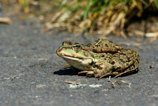 Großer Teichfrosch Bingenheimer Ried Wetterau 2016