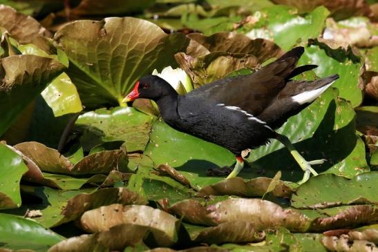 Teichhuhn mit Jungtier Atrium Park Dietzenbach 2023