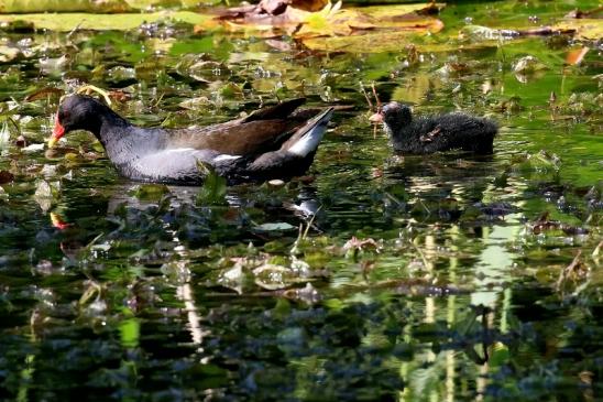 Teichralle - mit Jungtier Atrium Park Dietzenbach 