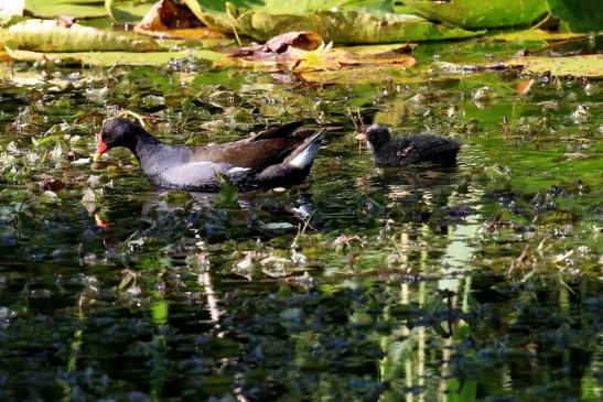 Teichhuhn mit Jungtier Atrium Park Dietzenbach 2023