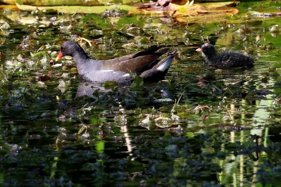 Teichhuhn mit Jungtier Atrium Park Dietzenbach 2023