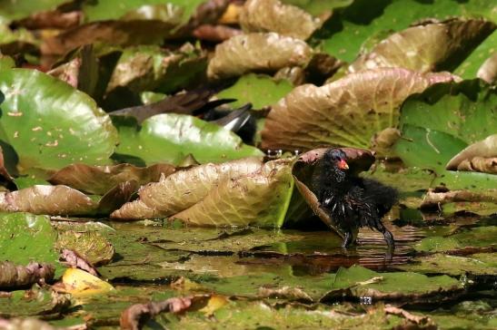 Teichhuhn Jungtier Atrium Park Dietzenbach 2023