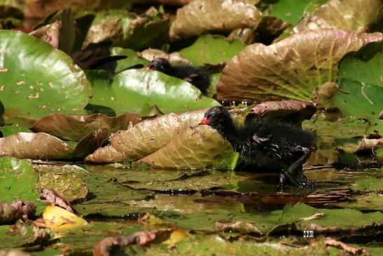 Teichhuhn Jungtier Atrium Park Dietzenbach 2023