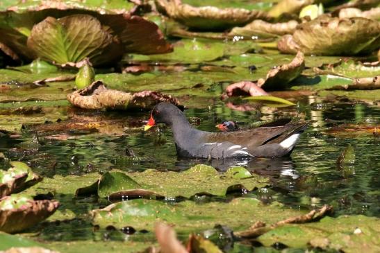 Teichhuhn mit Jungtier Atrium Park Dietzenbach 2023