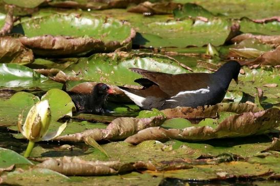 Teichhuhn mit Jungtier Atrium Park Dietzenbach 2023