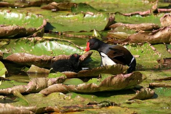 Teichhuhn mit Jungtier Atrium Park Dietzenbach 2023