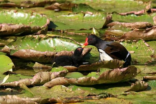 Teichhuhn mit Jungtier Atrium Park Dietzenbach 2023