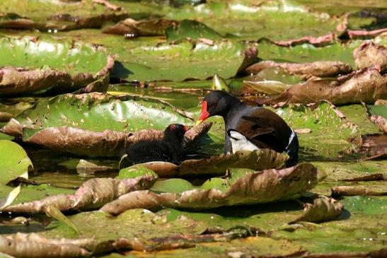 Teichhuhn mit Jungtier Atrium Park Dietzenbach 2023