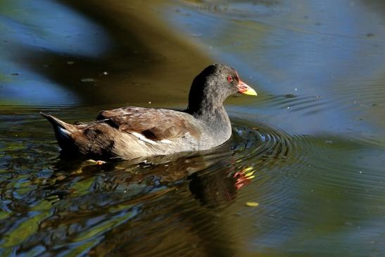 Teichhuhn Männchen Finkensee Rodgau Jügesheim August 2016