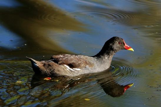 Teichhuhn Männchen Finkensee Rodgau Jügesheim August 2016