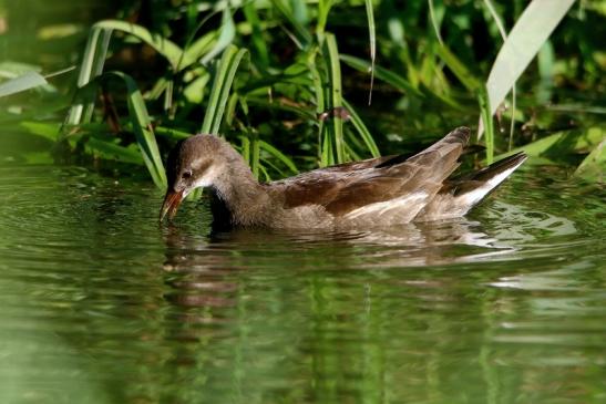 Teichhuhn Weibchen Finkensee Rodgau Jügesheim August 2016