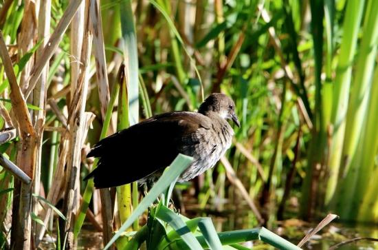 Teichhuhn Weibchen Finkensee Rodgau Jügesheim August 2016