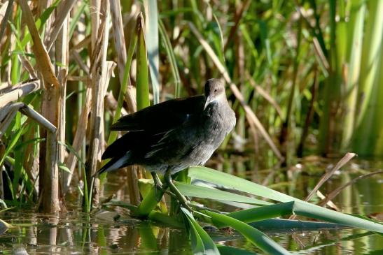 Teichhuhn Weibchen Finkensee Rodgau Jügesheim August 2016