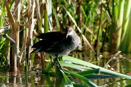 Teichhuhn Weibchen Finkensee Rodgau Jügesheim August 2016