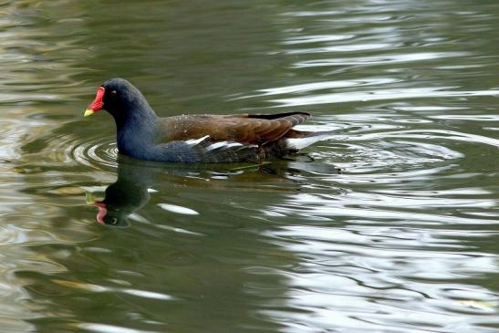 Teichhuhn Männchen Finkensee Rodgau Jügesheim August 2016