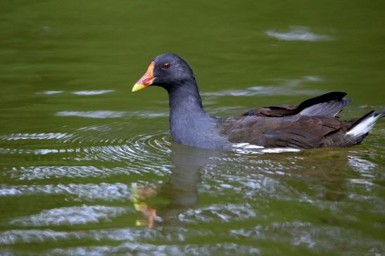 Teichhuhn Männchen Finkensee Rodgau Jügesheim August 2016