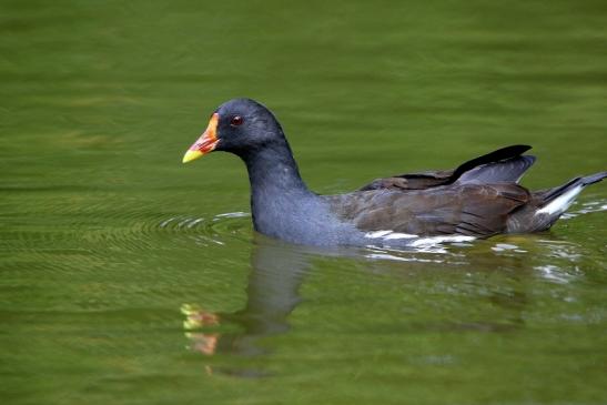 Teichhuhn Männchen Finkensee Rodgau Jügesheim August 2016