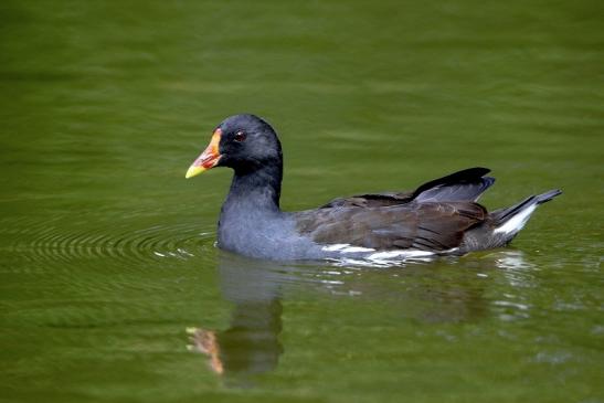 Teichhuhn Männchen Finkensee Rodgau Jügesheim August 2016