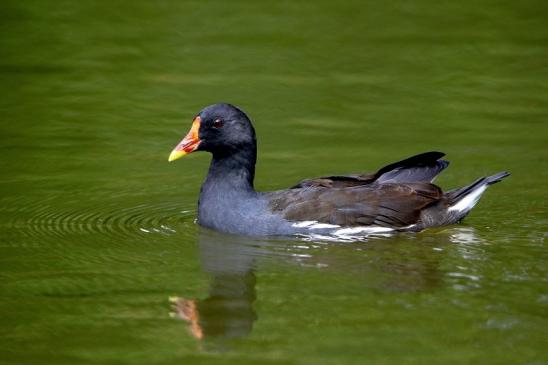 Teichralle - Hegbachsee Dreieich