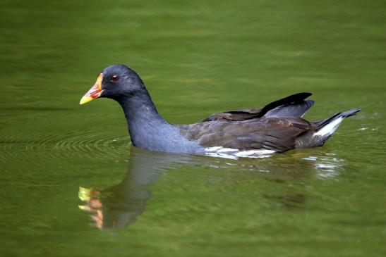 Teichhuhn Männchen Finkensee Rodgau Jügesheim August 2016