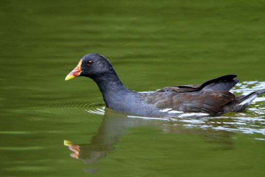 Teichhuhn Männchen Finkensee Rodgau Jügesheim August 2016