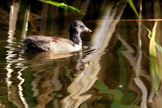 Teichralle -  halbwüchsiges Jungtier Finkensee Rodgau Jügesheim