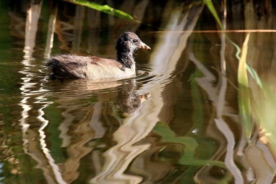 Teichhuhn Jungtier Finkensee Rodgau Jügesheim 2021