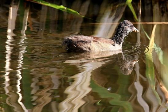 Teichhuhn Jungtier Finkensee Rodgau Jügesheim 2021