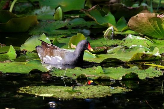 Teichhuhn männlich Atrium Park Dietzenbach 2022