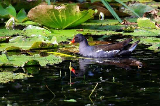 Teichhuhn männlich Atrium Park Dietzenbach 2022