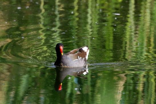 Teichhuhn Männchen Finkensee Rodgau Jügesheim 2021