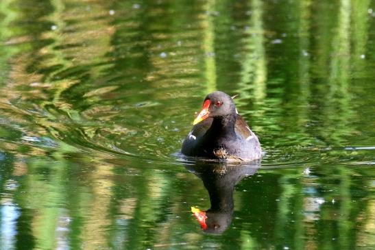 Teichhuhn Männchen Finkensee Rodgau Jügesheim 2021