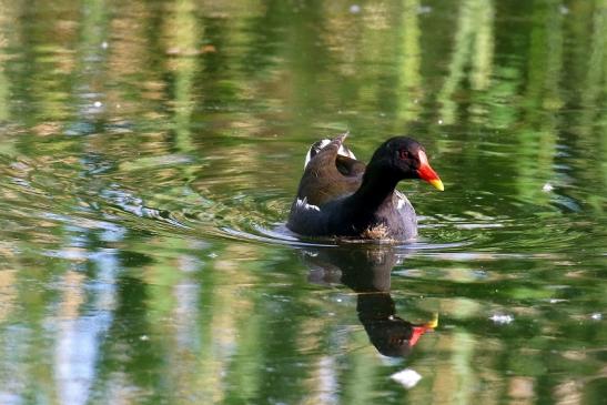 Teichhuhn Männchen Finkensee Rodgau Jügesheim 2021