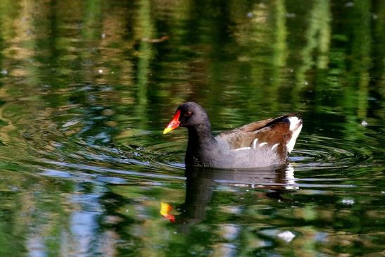 Teichhuhn Männchen Finkensee Rodgau Jügesheim 2021