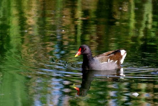 Teichhuhn Männchen Finkensee Rodgau Jügesheim 2021