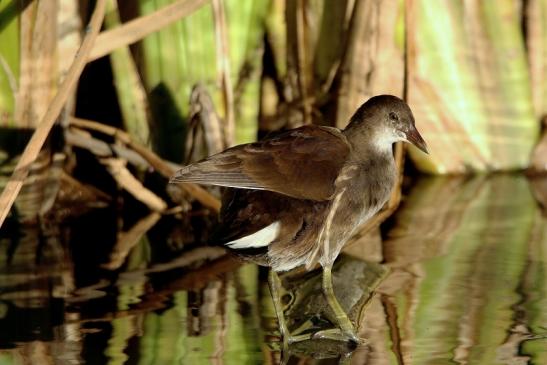 Teichhuhn Weibchen Finkensee Rodgau Jügesheim August 2016