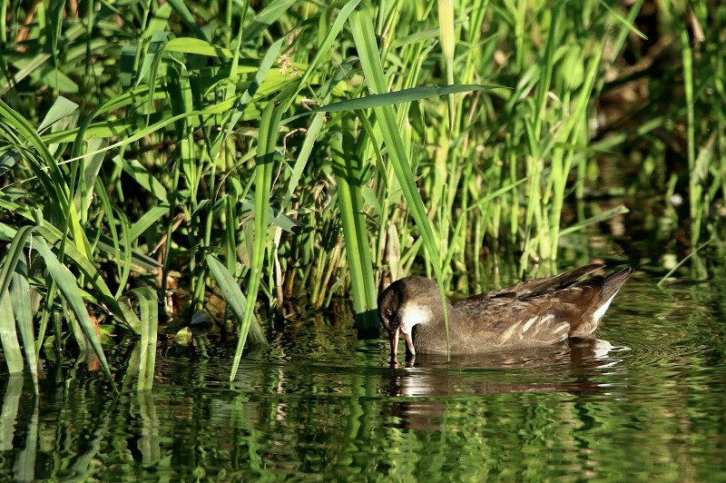 Teichhuhn Weibchen Finkensee Rodgau Jügesheim August 2016