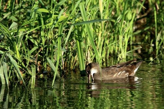 Teichhuhn Weibchen Finkensee Rodgau Jügesheim August 2016