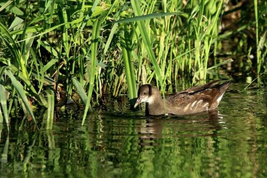 Teichhuhn Weibchen Finkensee Rodgau Jügesheim August 2016