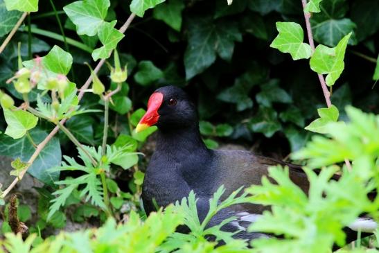 Teichhuhn Zoo Frankfurt am Main 2016