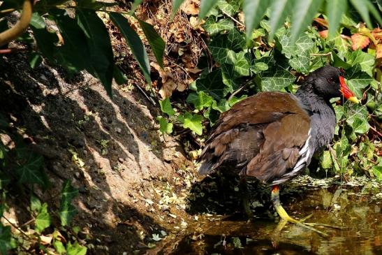 Teichhuhn Zoo Frankfurt am Main 2018