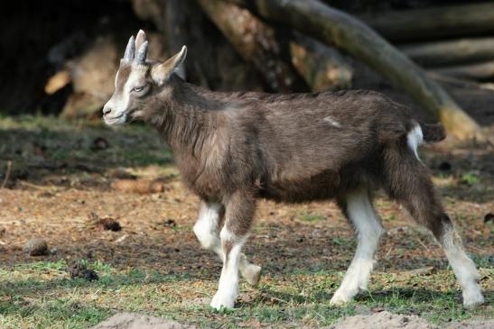 Thüringer Waldziege Wildpark Alte Fasanerie Klein Auheim 2015