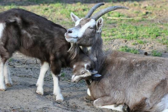 Thüringer Waldziege Wildpark Alte Fasanerie Klein Auheim 2015