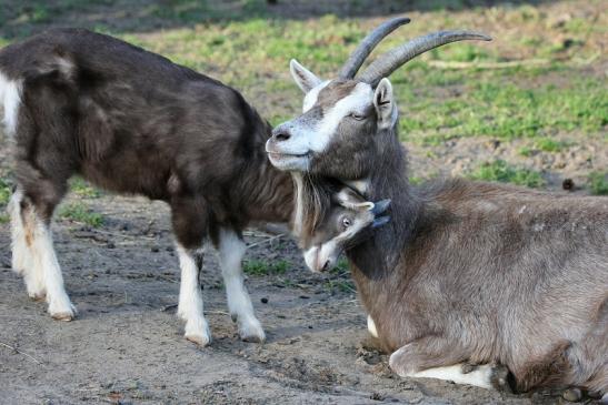 Thüringer Waldziege Wildpark Alte Fasanerie Klein Auheim 2015