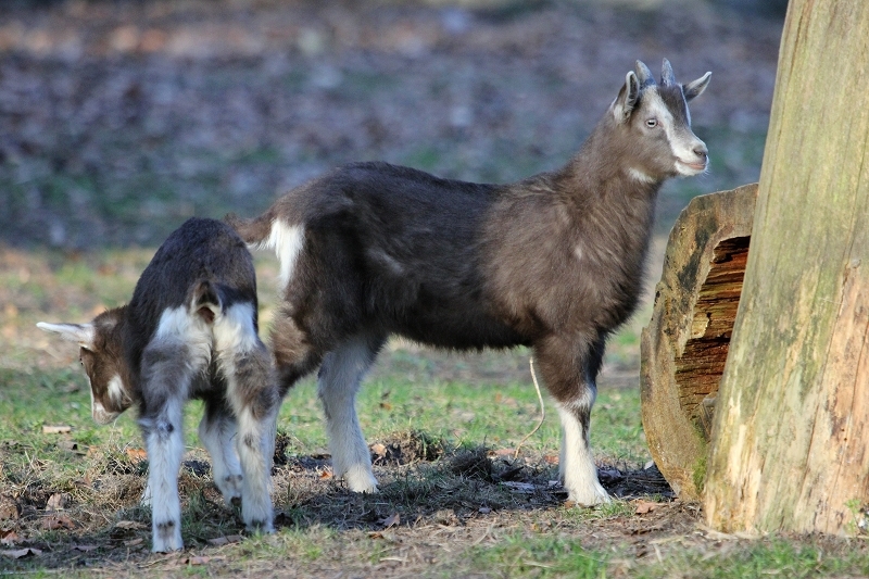 Thüringer Waldziege Wildpark Alte Fasanerie Klein Auheim 2015