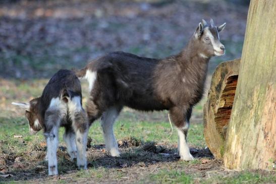 Thüringer Waldziege Wildpark Alte Fasanerie Klein Auheim 2015