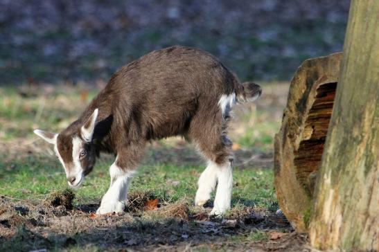 Thüringer Waldziege Wildpark Alte Fasanerie Klein Auheim 2015